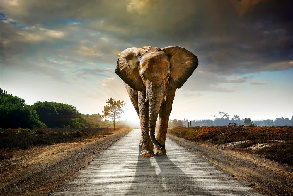 Tavla Elephant v:1295365