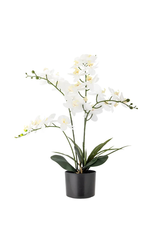Orchid Plante – Grønn – Dekor | m v:2809114