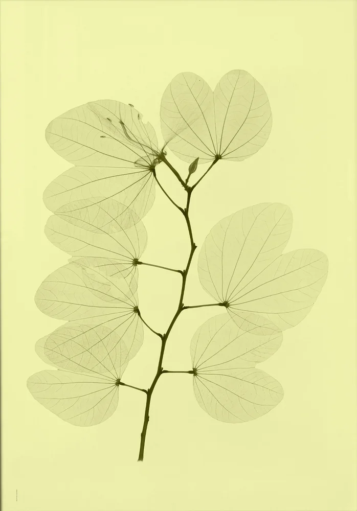 Orkidebauhinia plakat v:6997129
