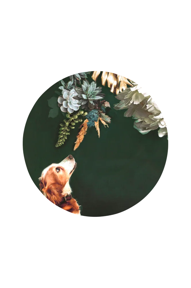 Bilde Pet Couture 1 – Flerfarget – Dekor | m v:7509445 Bilde Pet Couture 1 – Flerfarget – Dekor | m v:7509445