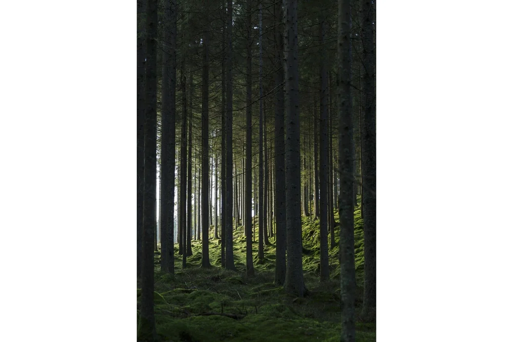 Poster Woods 70x100 cm v:2349204