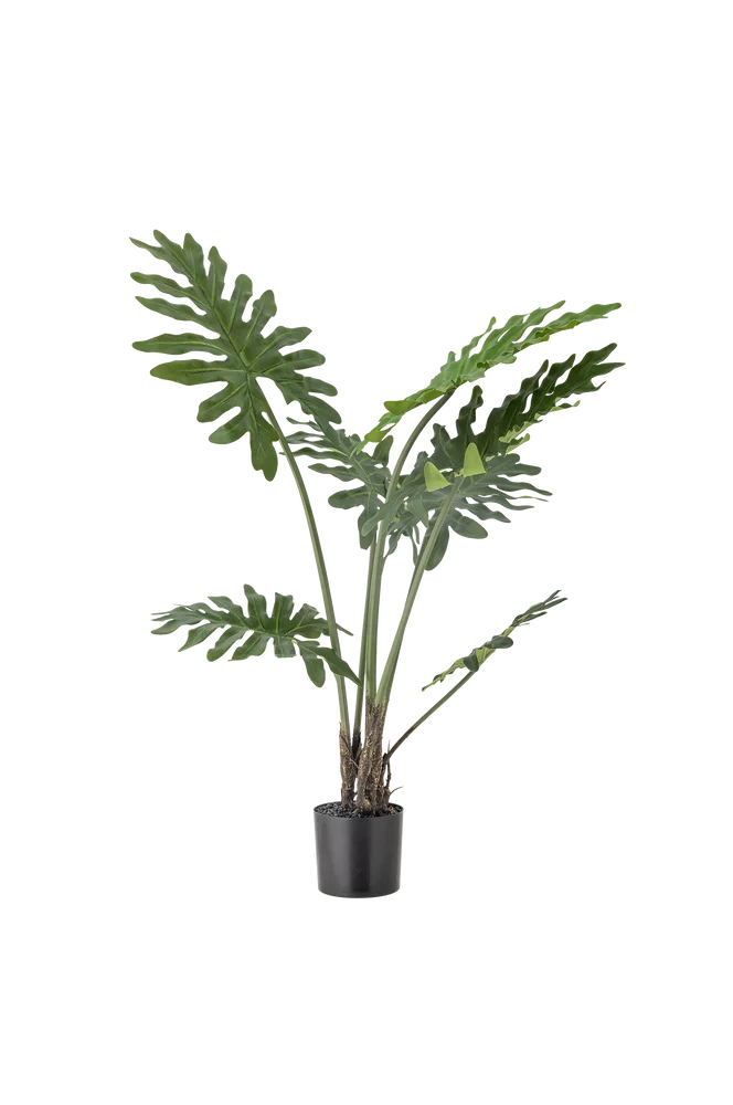 Philodendron Plante – Grønn – Dekor | m v:9163020