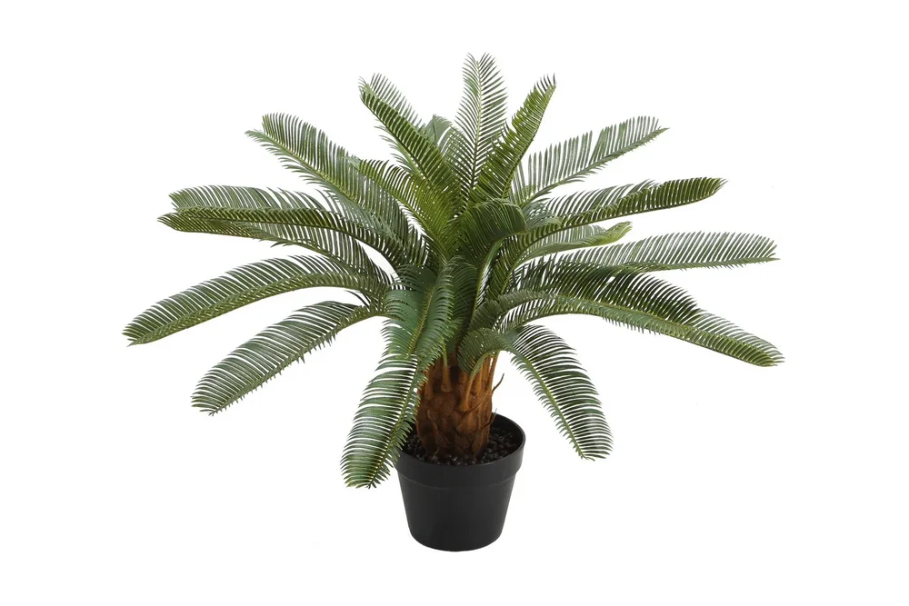 Plante CYCAS H70cm Med potte v:6607518